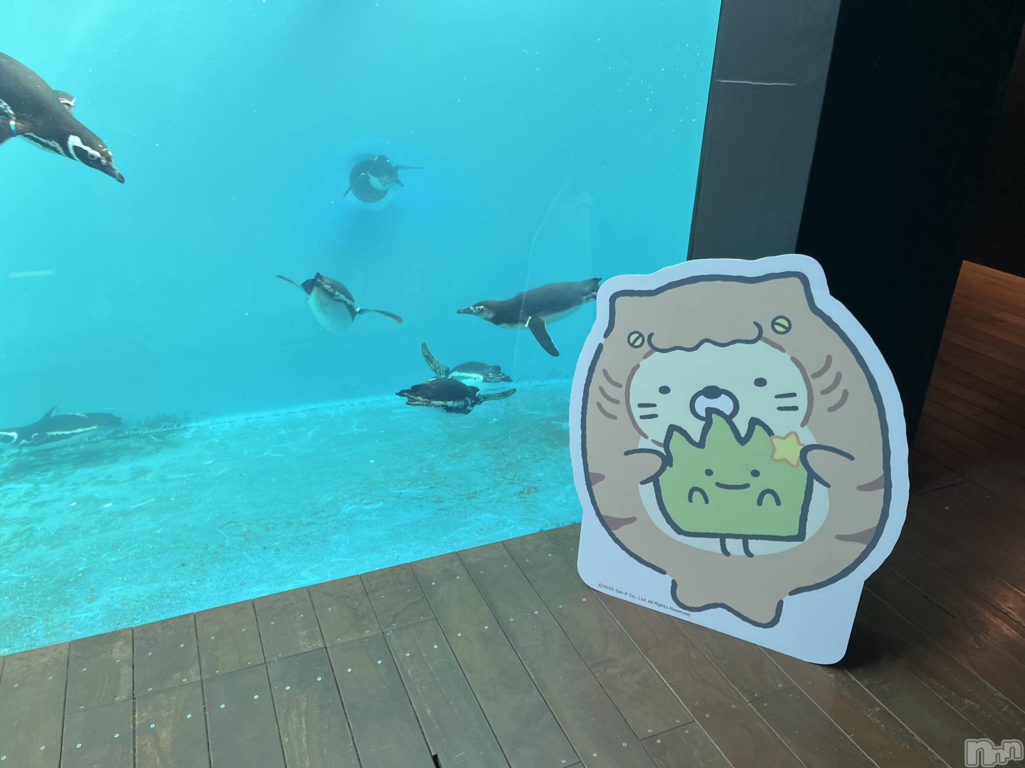 ��ë����Х��顦�����CLUB��Paladin(����֡��ѥ�ǥ���) ��2025ǯ7��6���̥�֥����֤��ߤä���