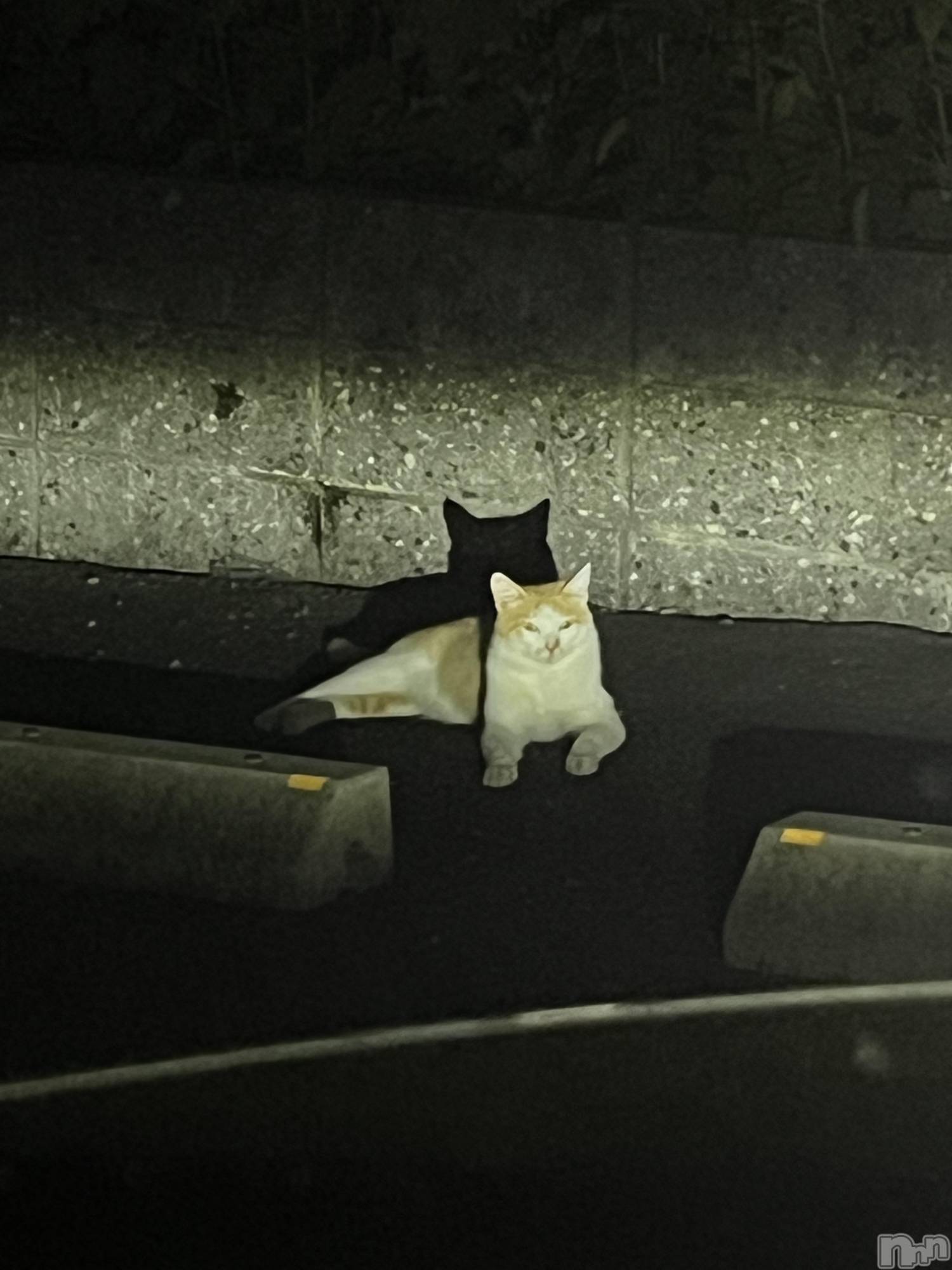 ��ë����Х��顦�����CLUB��Paladin(����֡��ѥ�ǥ���) ��2025ǯ8��28���̥�֥�����ï��ͤ��