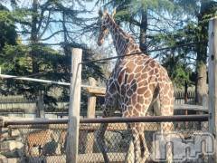 上田発デリヘルBIBLE～奥様の性書～(バイブル～オクサマノセイショ～) ☆ジュリ☆(27)の11月29日写メブログ「ありがとうございました🍀」