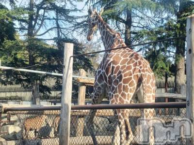 上田発デリヘル BIBLE～奥様の性書～(バイブル～オクサマノセイショ～) ☆ジュリ☆(27)の11月29日写メブログ「ありがとうございました🍀」
