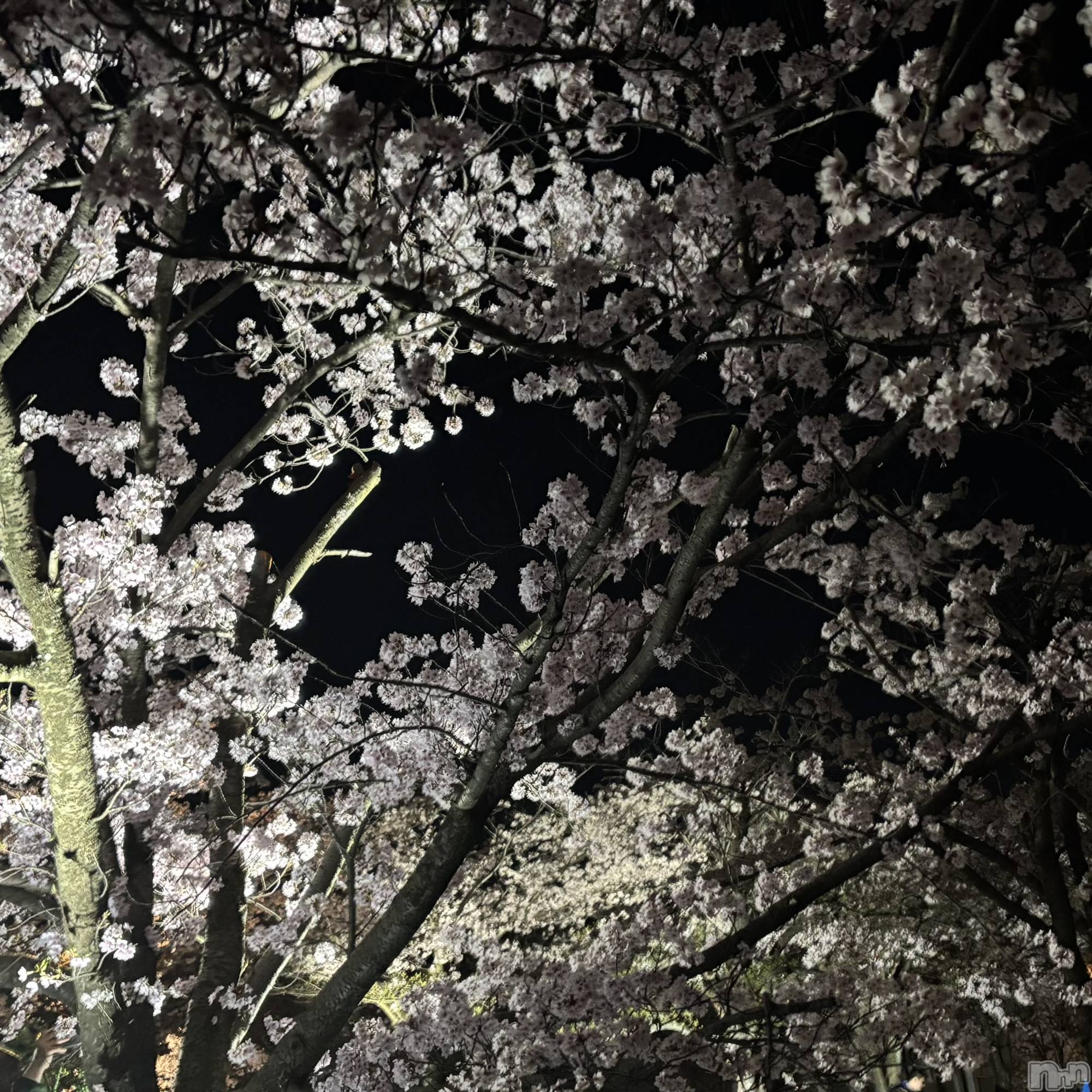 ����������ʥå��������륺�С����󥻥ץȥ��ե� ���ˤޤ����(���󥻥ץȥ��ե����˥ޥ륭�奦�ǥ�) ��2026ǯ4��9���̥�֥�����4��9�� 01��01ʬ�Υ֥�����