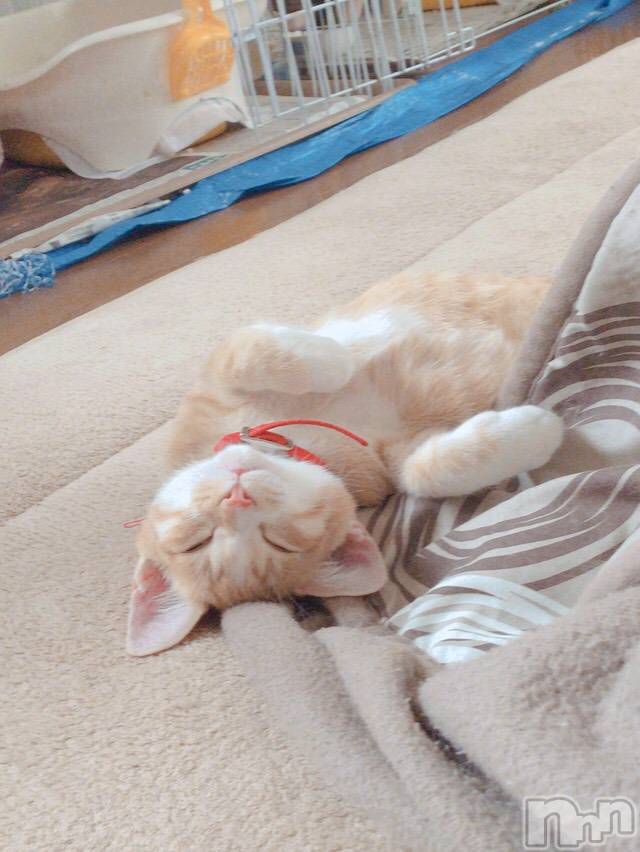 ʥå륺С󥻥ץȥե ˤޤ(󥻥ץȥե˥ޥ륭奦ǥ) 35̥֥֤٤ߤƤ餦ˤ...