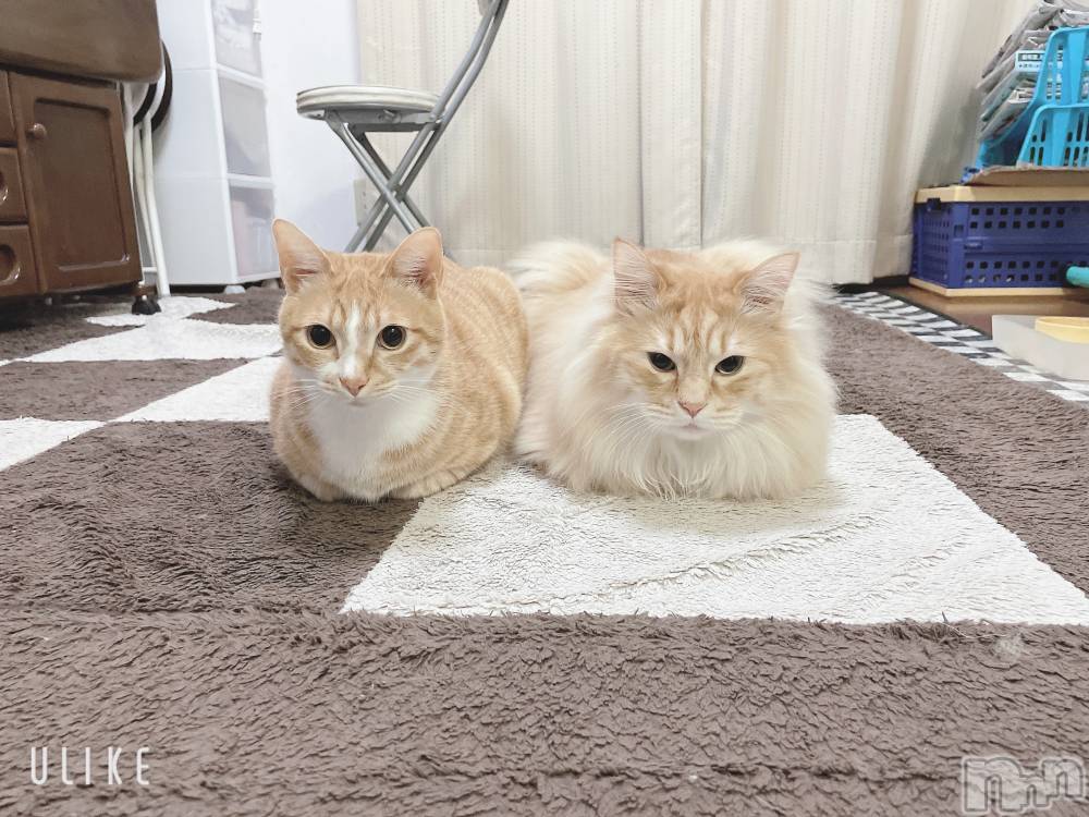 ʥå륺С󥻥ץȥե ˤޤ(󥻥ץȥե˥ޥ륭奦ǥ) 41̥֥餫