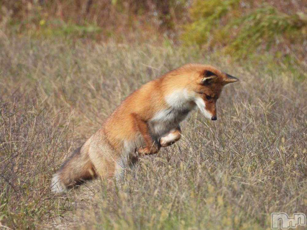 ʥå륺С󥻥ץȥե ˤޤ(󥻥ץȥե˥ޥ륭奦ǥ) 1113ּ̥֥½ԤäƤޤ