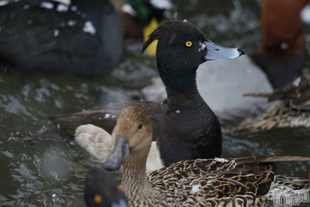 ʥå륺С󥻥ץȥե ˤޤ(󥻥ץȥե˥ޥ륭奦ǥ) 126̥֥ɻФ˹ԤäƤˤ㡪