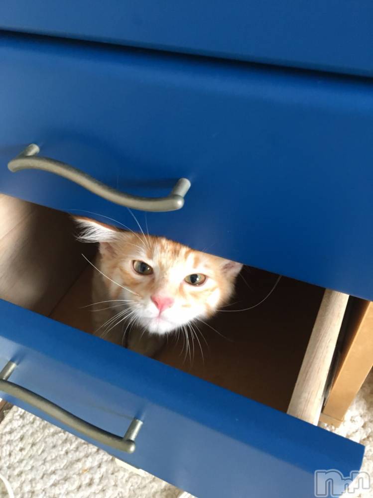 ����������ʥå��������륺�С����󥻥ץȥ��ե� ���ˤޤ����(���󥻥ץȥ��ե����˥ޥ륭�奦�ǥ�) ������12��29���̥�֥�����´�Ȥ��ޤ�������