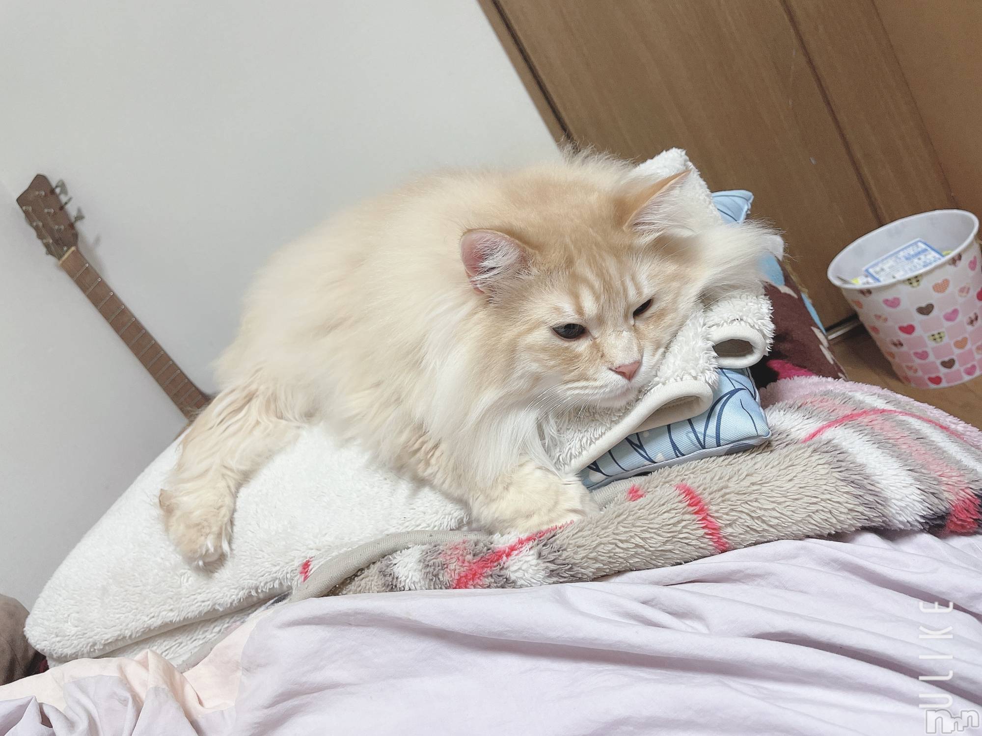 ʥå륺С󥻥ץȥե ˤޤ(󥻥ץȥե˥ޥ륭奦ǥ) 2025ǯ1130ֿ̥֥ۤƤʤ