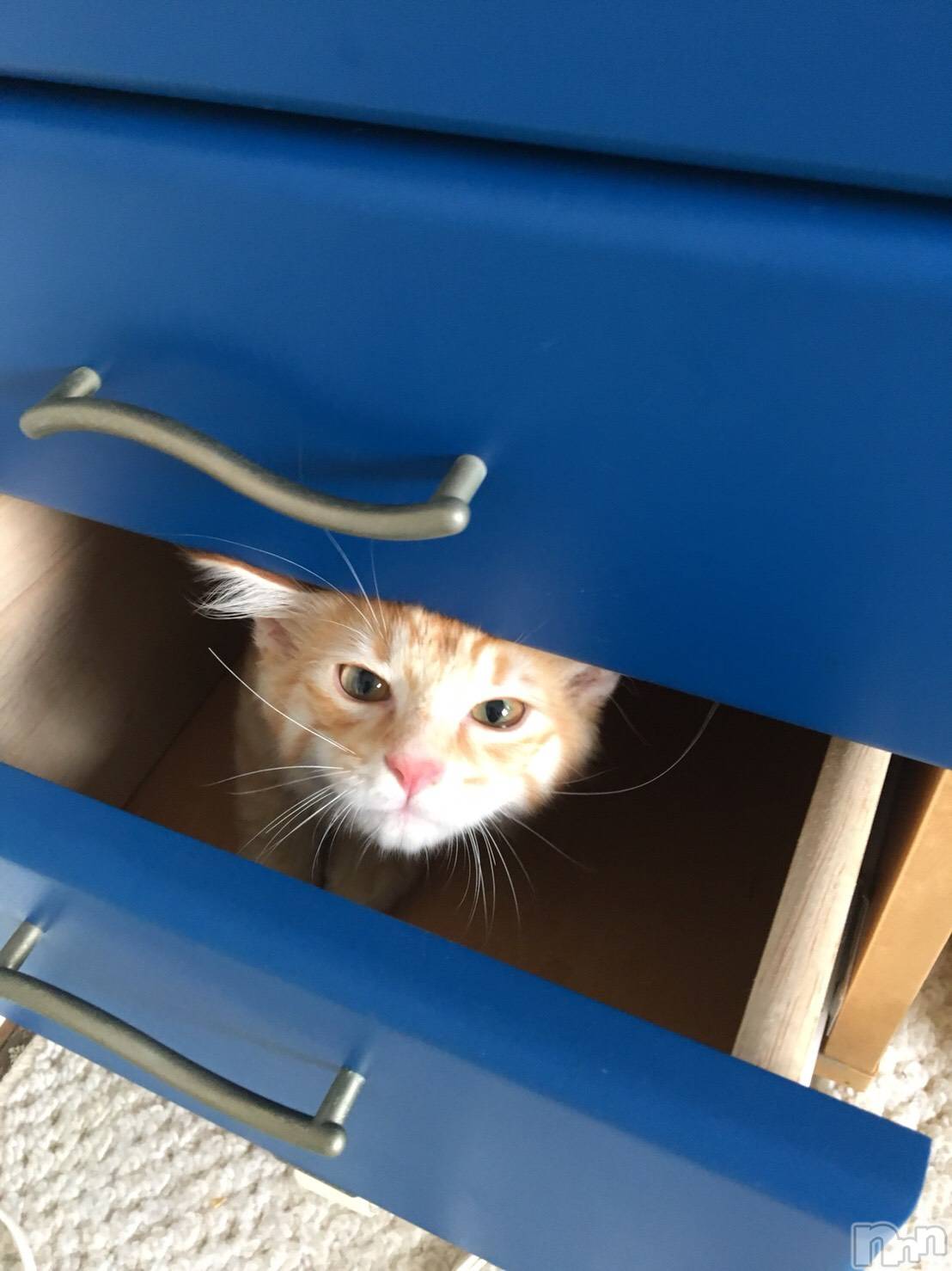 ����������ʥå��������륺�С����󥻥ץȥ��ե� ���ˤޤ����(���󥻥ץȥ��ե����˥ޥ륭�奦�ǥ�) ��2025ǯ12��29���̥�֥�����´�Ȥ��ޤ�������