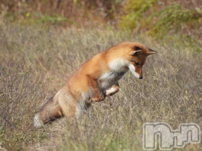 ʥå륺С󥻥ץȥե ˤޤ(󥻥ץȥե˥ޥ륭奦ǥ) (20)1113ּ̥֥½ԤäƤޤ