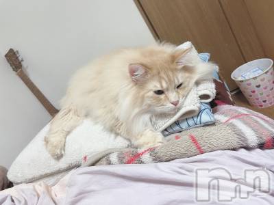 ����������ʥå��������륺�С����󥻥ץȥ��ե� ���ˤޤ����(���󥻥ץȥ��ե����˥ޥ륭�奦�ǥ�) ����(20)��11��30���̥�֥����ֿ��ۤ����Ƥ����ʤ�����