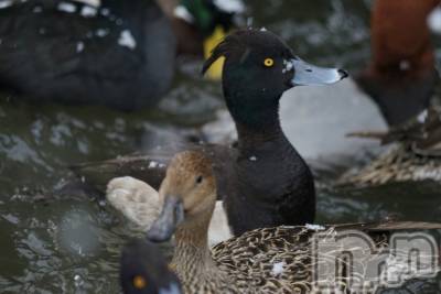 ����������ʥå��������륺�С����󥻥ץȥ��ե� ���ˤޤ����(���󥻥ץȥ��ե����˥ޥ륭�奦�ǥ�) ����(20)��12��6���̥�֥�����ɻ�Ф˹ԤäƤ����ˤ㡪��