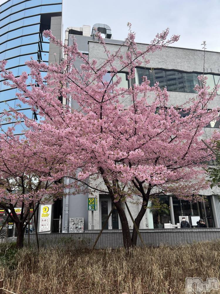 ��ˬ����Х��顦����֥���� �ץ���� ��ˬ(����� �ץ���� ����) ���� �����4��4���̥�֥�����🌸��