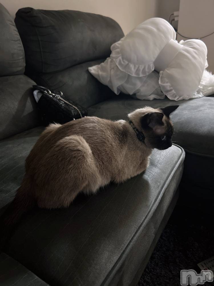 ��ˬ����Х��顦����֥���� �ץ���� ��ˬ(����� �ץ���� ����) ���� �����8��8���̥�֥�����🐈‍⬛��