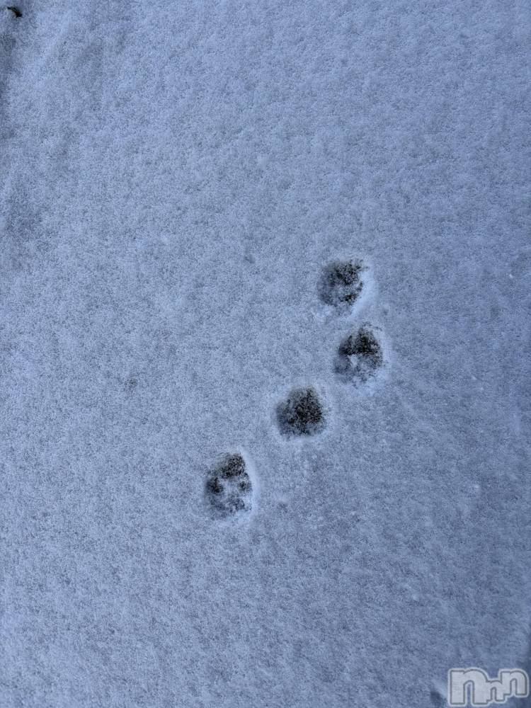 ��ˬ����Х��顦����֥���� �ץ���� ��ˬ(����� �ץ���� ����) ���� �����1��24���̥�֥�����🐾��