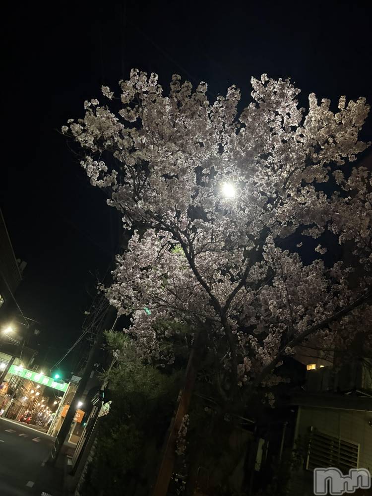 ��ˬ����Х��顦����֥���� �ץ���� ��ˬ(����� �ץ���� ����) ���� �����4��3���̥�֥�����🌸��