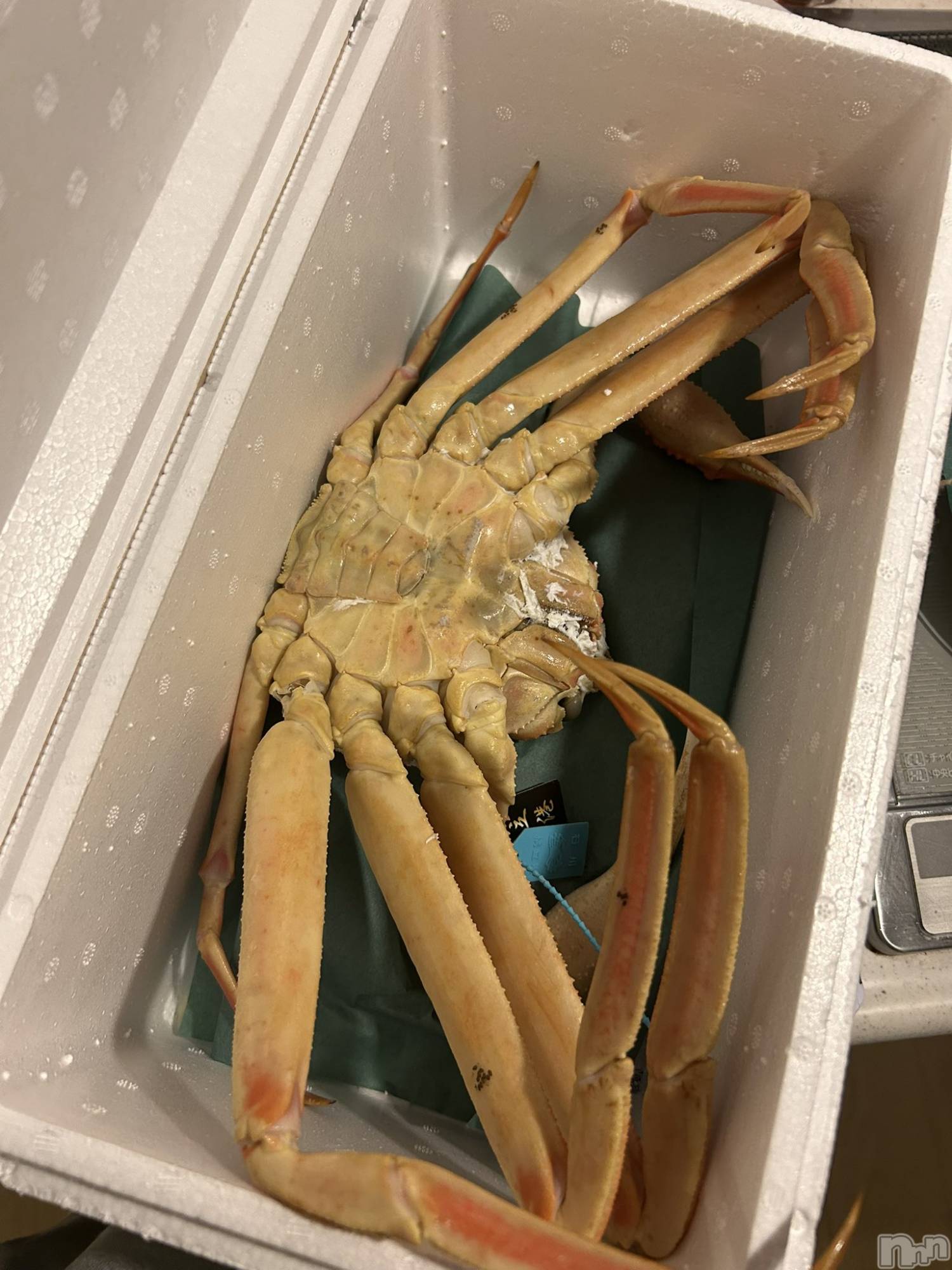 ��ˬ����Х��顦����֥���� �ץ���� ��ˬ(����� �ץ���� ����) ��2025ǯ1��11���̥�֥�����🦀��