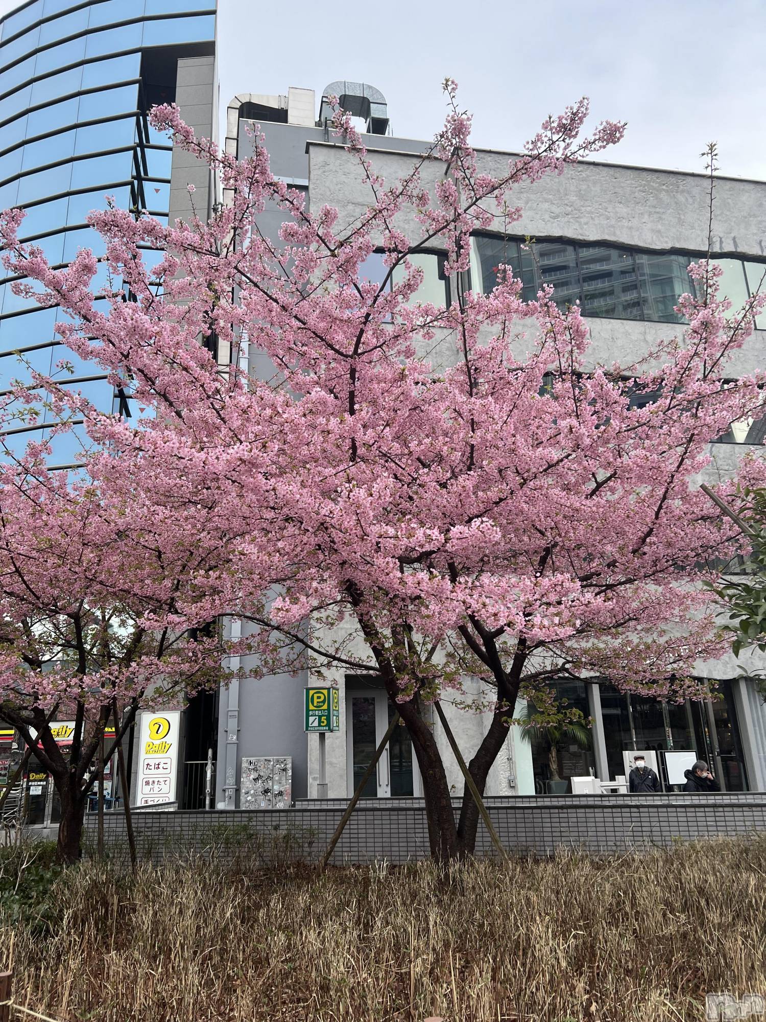 ��ˬ����Х��顦����֥���� �ץ���� ��ˬ(����� �ץ���� ����) ��2025ǯ4��4���̥�֥�����🌸��