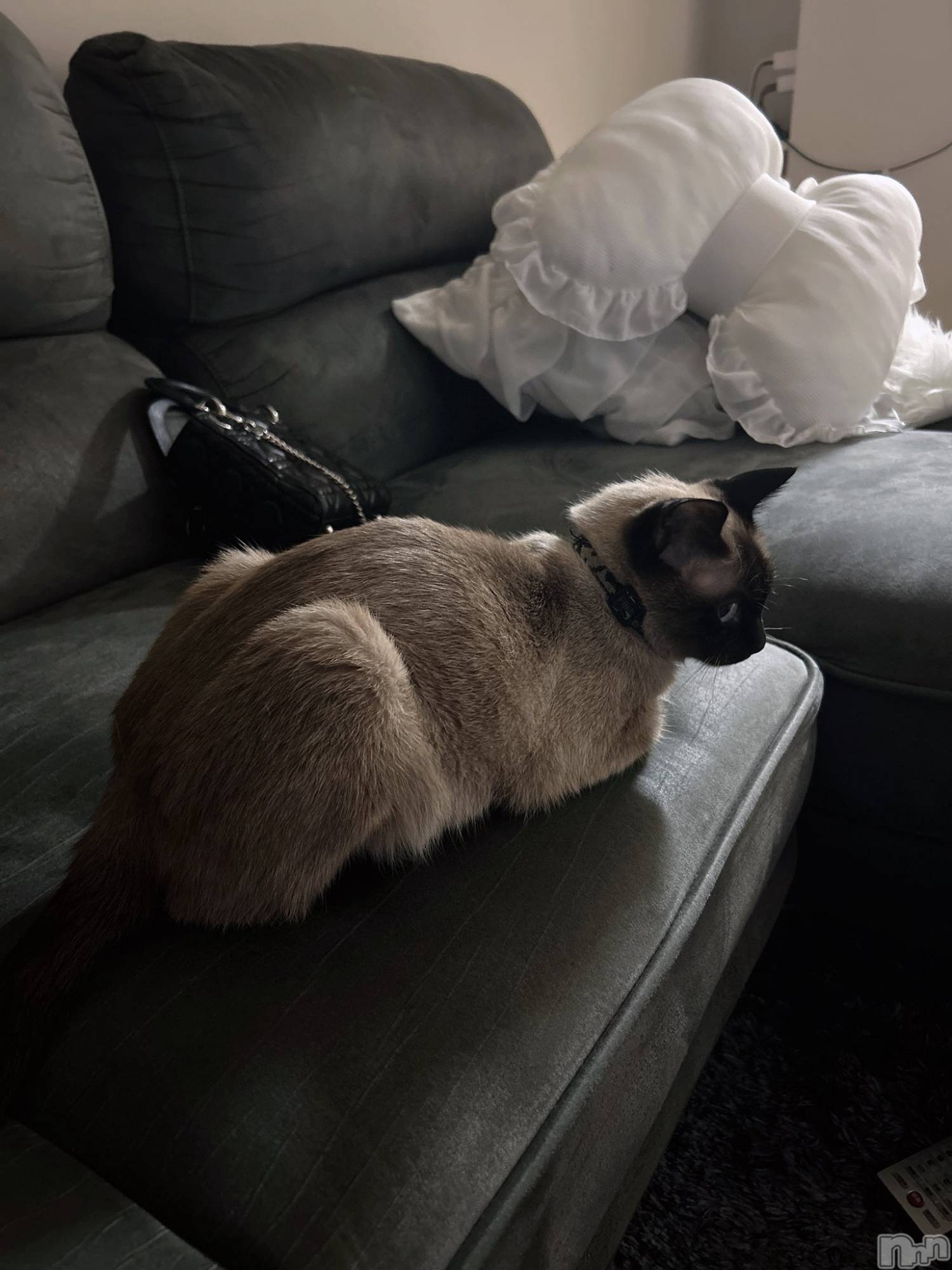 ��ˬ����Х��顦����֥���� �ץ���� ��ˬ(����� �ץ���� ����) ��2025ǯ8��8���̥�֥�����🐈‍⬛��