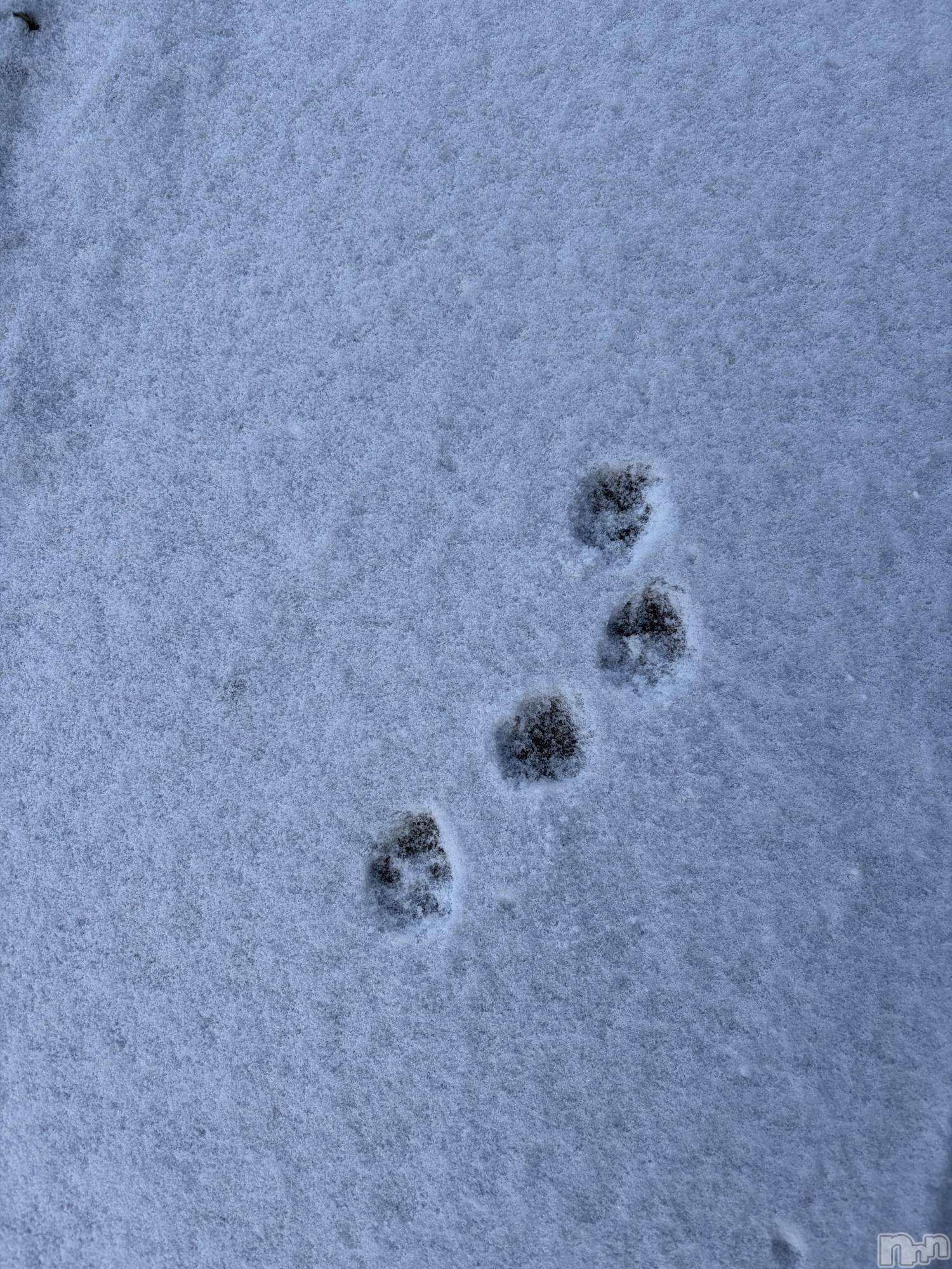 ��ˬ����Х��顦����֥���� �ץ���� ��ˬ(����� �ץ���� ����) ��2026ǯ1��24���̥�֥�����🐾��