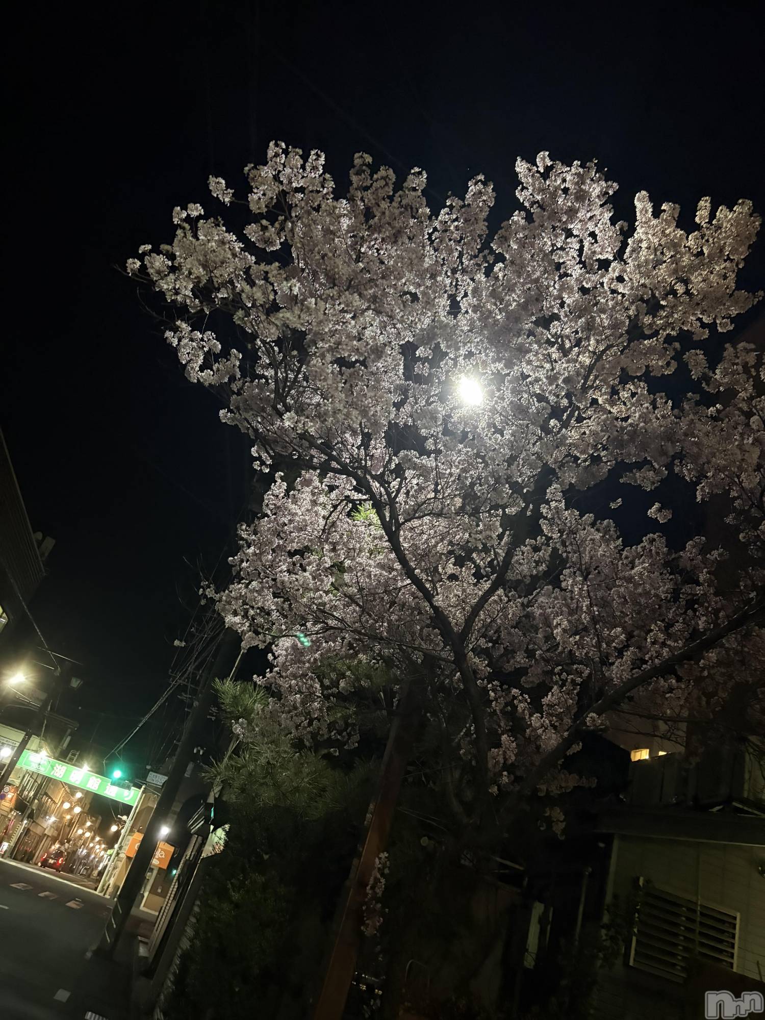 ��ˬ����Х��顦����֥���� �ץ���� ��ˬ(����� �ץ���� ����) ��2026ǯ4��3���̥�֥�����🌸��