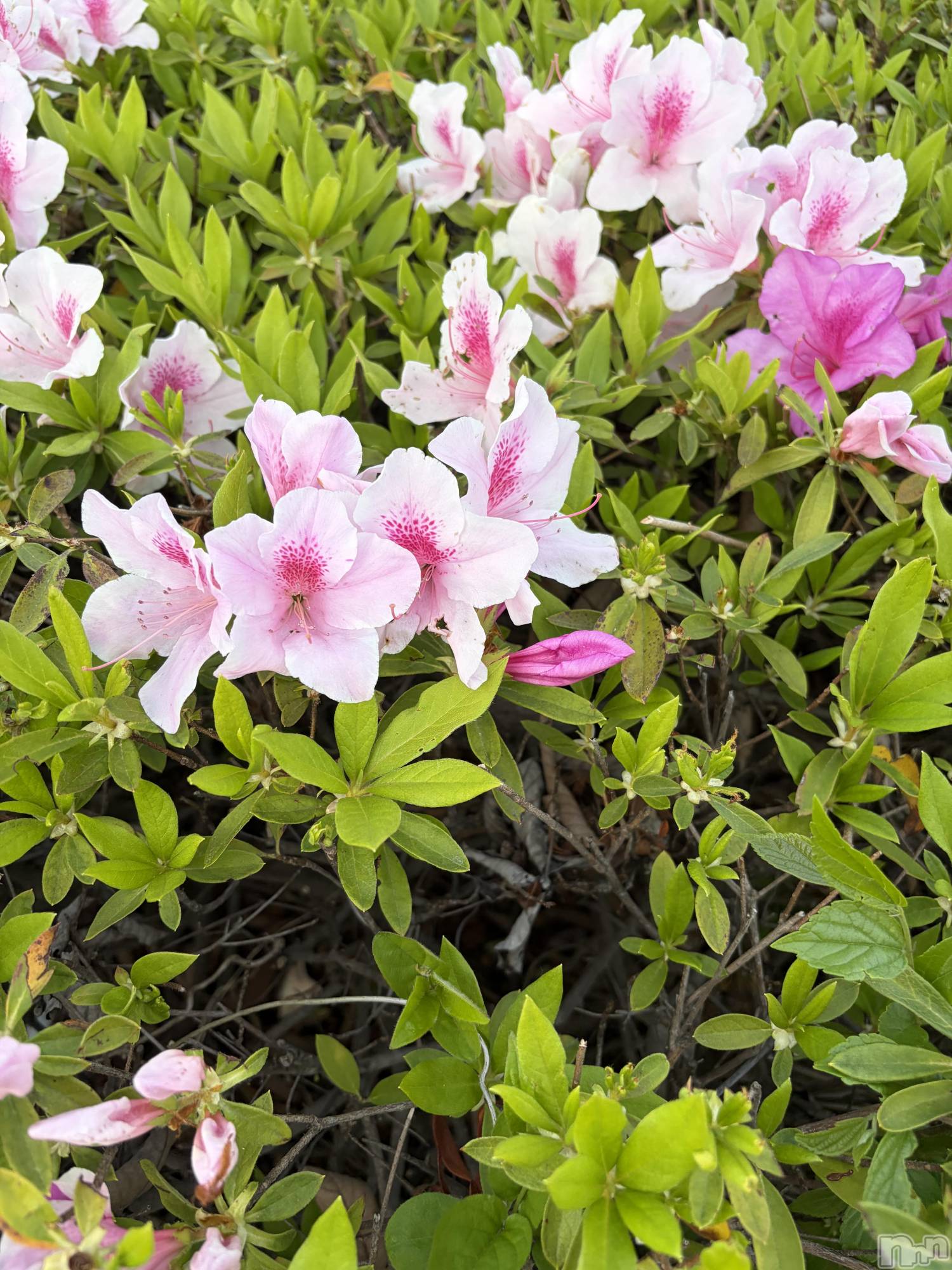 ��ˬ����Х��顦����֥���� �ץ���� ��ˬ(����� �ץ���� ����) ��2026ǯ4��17���̥�֥�����💐��