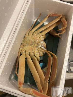 ��ˬ����Х��顦����֥���� �ץ���� ��ˬ(����� �ץ���� ����) ���� �����1��11���̥�֥�����🦀��