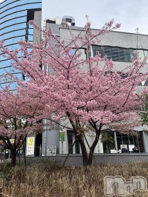 ��ˬ����Х��顦����֥���� �ץ���� ��ˬ(����� �ץ���� ����) ���� �����4��4���̥�֥�����🌸��