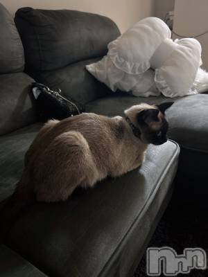 ��ˬ����Х��顦����֥���� �ץ���� ��ˬ(����� �ץ���� ����) ���� �����8��8���̥�֥�����🐈‍⬛��