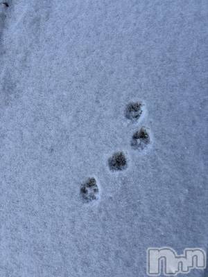 ��ˬ����Х��顦����֥���� �ץ���� ��ˬ(����� �ץ���� ����) ���� �����1��24���̥�֥�����🐾��