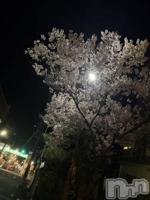 ��ˬ����Х��顦����֥���� �ץ���� ��ˬ(����� �ץ���� ����) ���� �����4��3���̥�֥�����🌸��