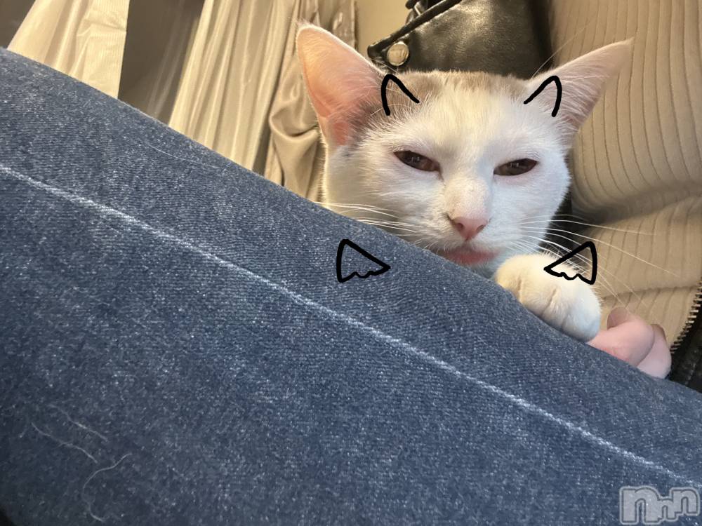 ʥå륺СALFRED(եå) ߤ816̥֥֤ΰ