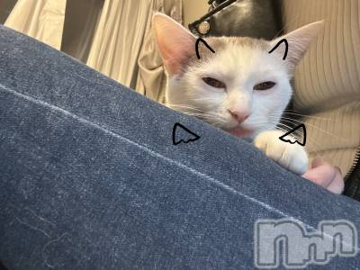 ʥå륺СALFRED(եå) ߤ816̥֥֤ΰ