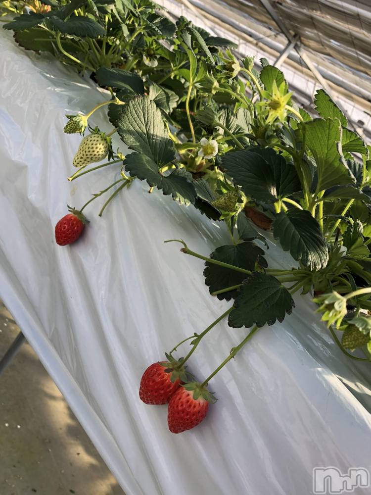 ��ˬ����Х��顦����֥���� �ץ���� ��ˬ(����� �ץ���� ����) ����� �椭��12��3���̥�֥�����19��