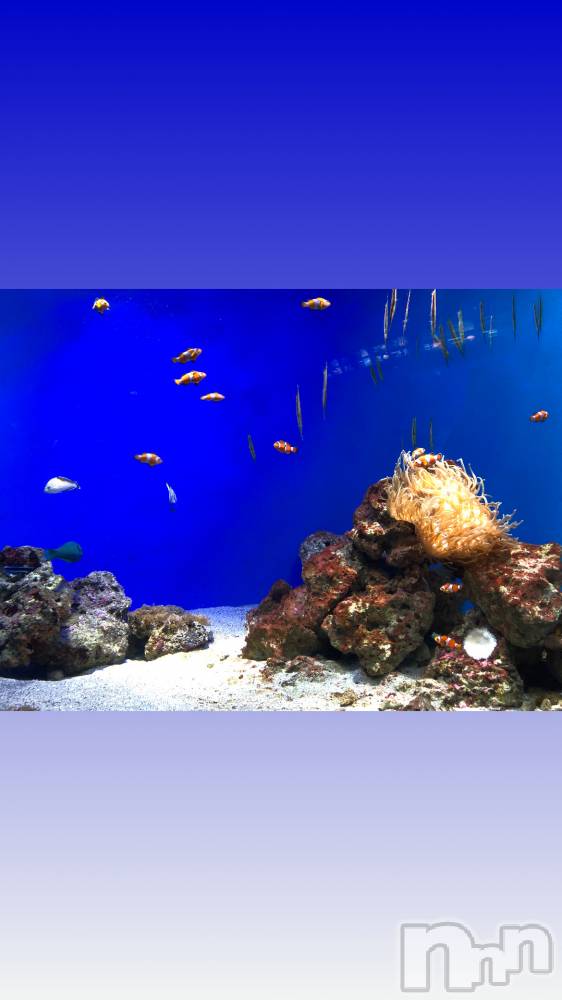 ��ˬ����Х��顦����֥���� �ץ���� ��ˬ(����� �ץ���� ����) ����� �椭��12��17���̥�֥�����22��