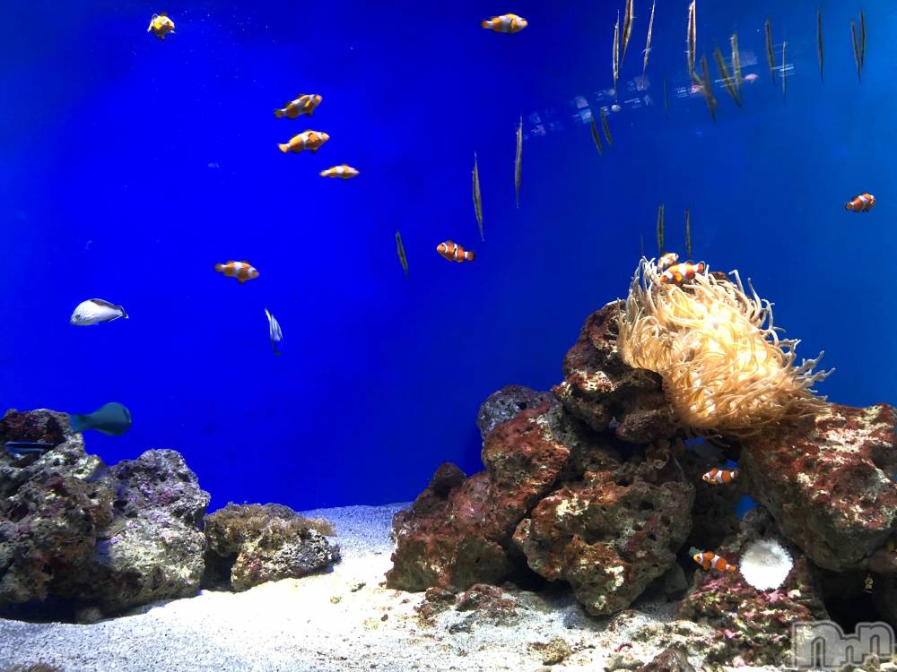 ��ˬ����Х��顦����֥���� �ץ���� ��ˬ(����� �ץ���� ����) ����� �椭��3��27���̥�֥�����81��