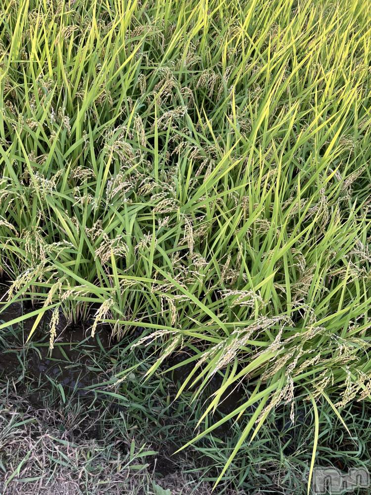 ��ˬ����Х��顦����֥���� �ץ���� ��ˬ(����� �ץ���� ����) ����� �椭��9��6���̥�֥�����158��