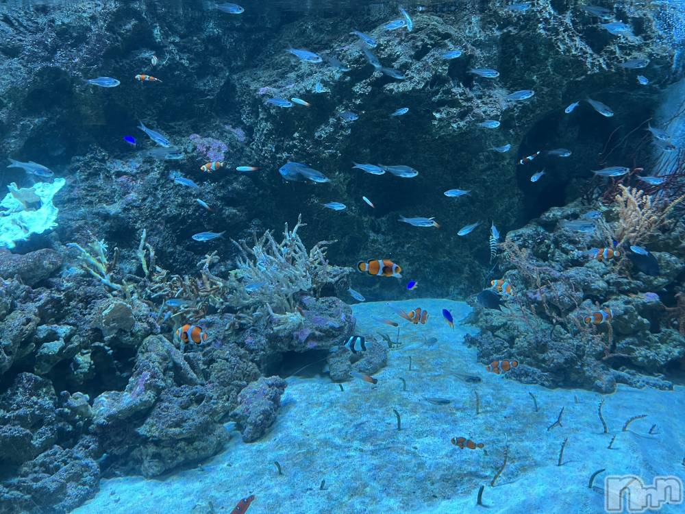 ��ˬ����Х��顦����֥���� �ץ���� ��ˬ(����� �ץ���� ����) ����� �椭��9��30���̥�֥�����170��