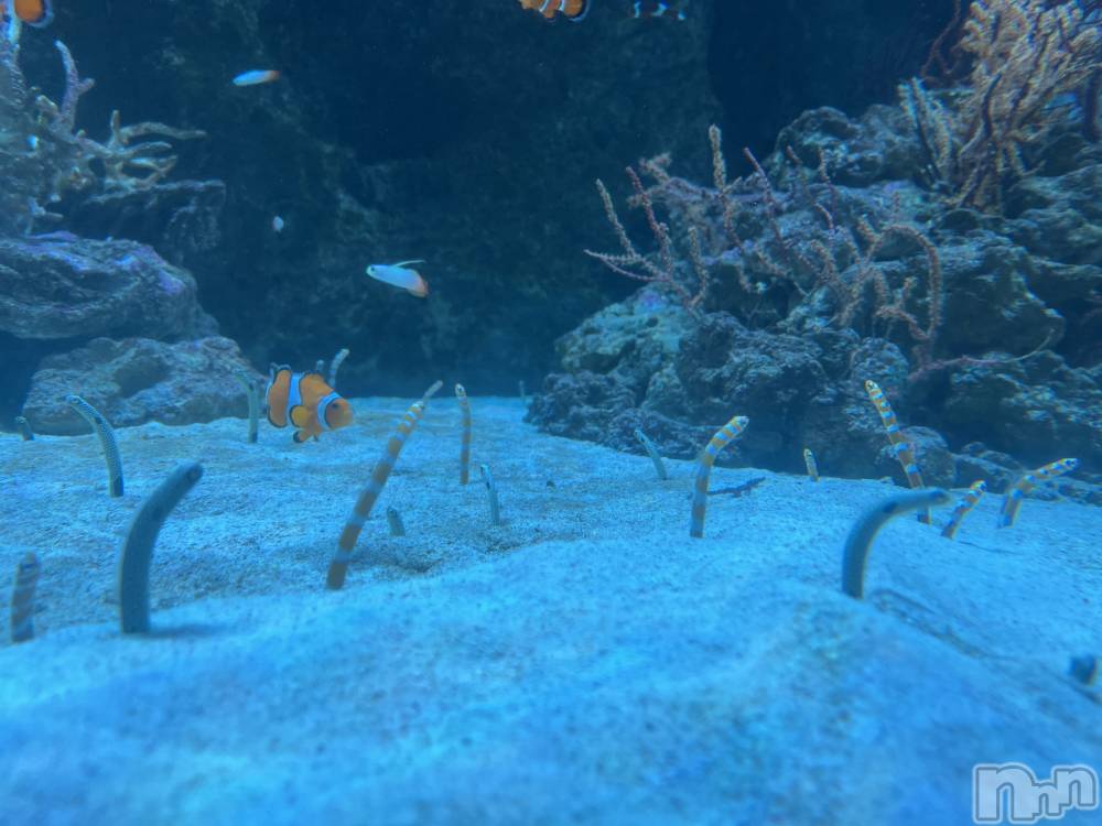 ��ˬ����Х��顦����֥���� �ץ���� ��ˬ(����� �ץ���� ����) ����� �椭��10��15���̥�֥�����178��