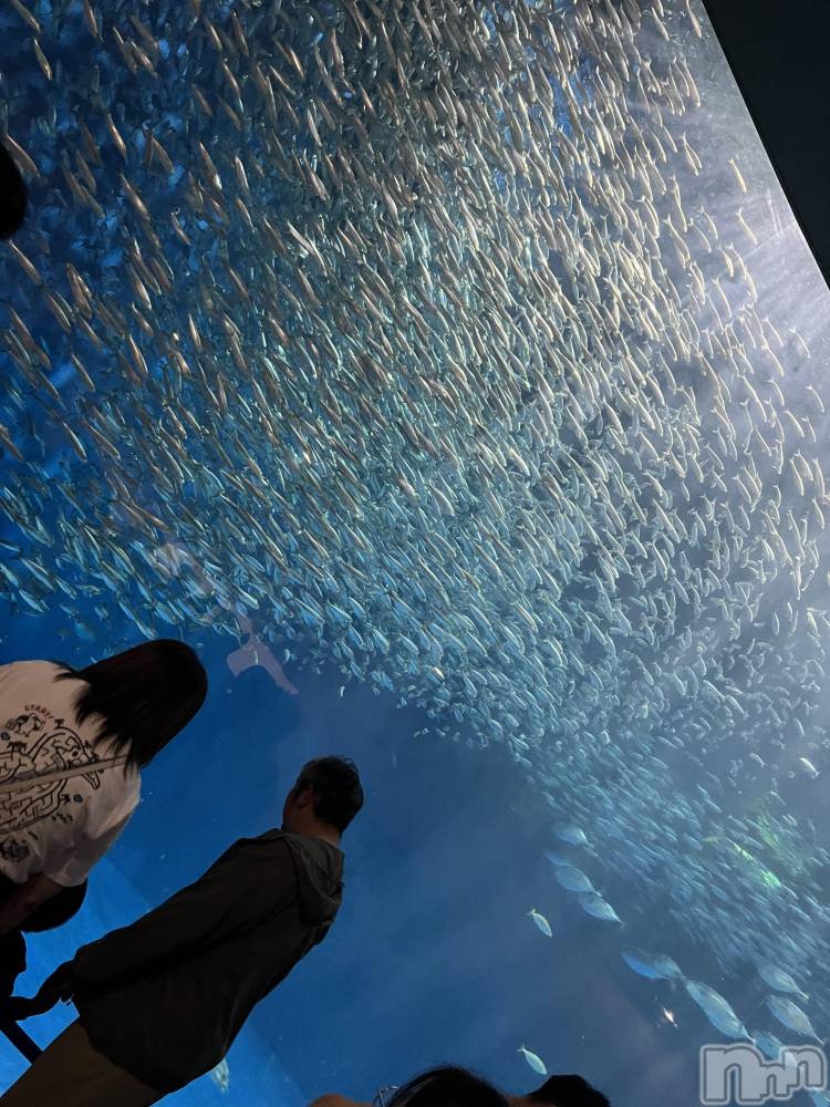 ��ˬ����Х��顦����֥���� �ץ���� ��ˬ(����� �ץ���� ����) ����� �椭��10��20���̥�֥�����181��