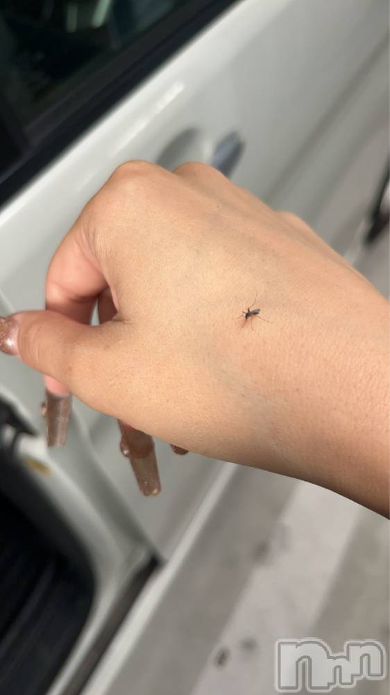 ��ˬ����Х��顦����֥���� �ץ���� ��ˬ(����� �ץ���� ����) ����� �椭��10��25���̥�֥�����185��