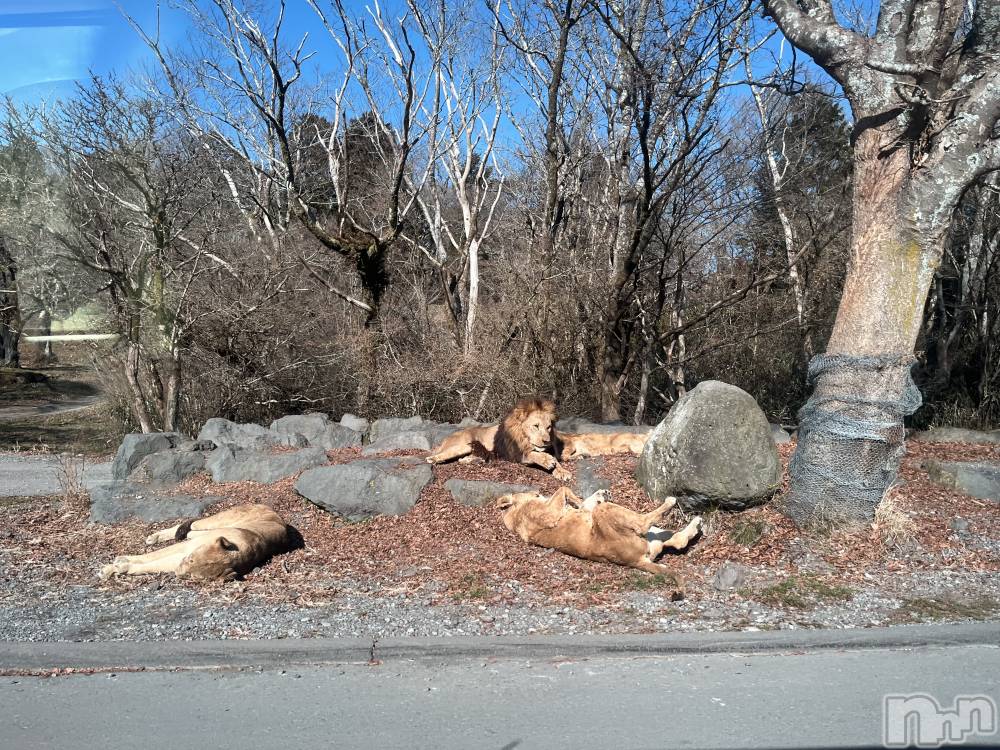 ��ˬ����Х��顦����֥���� �ץ���� ��ˬ(����� �ץ���� ����) ����� �椭��12��13���̥�֥�����219��