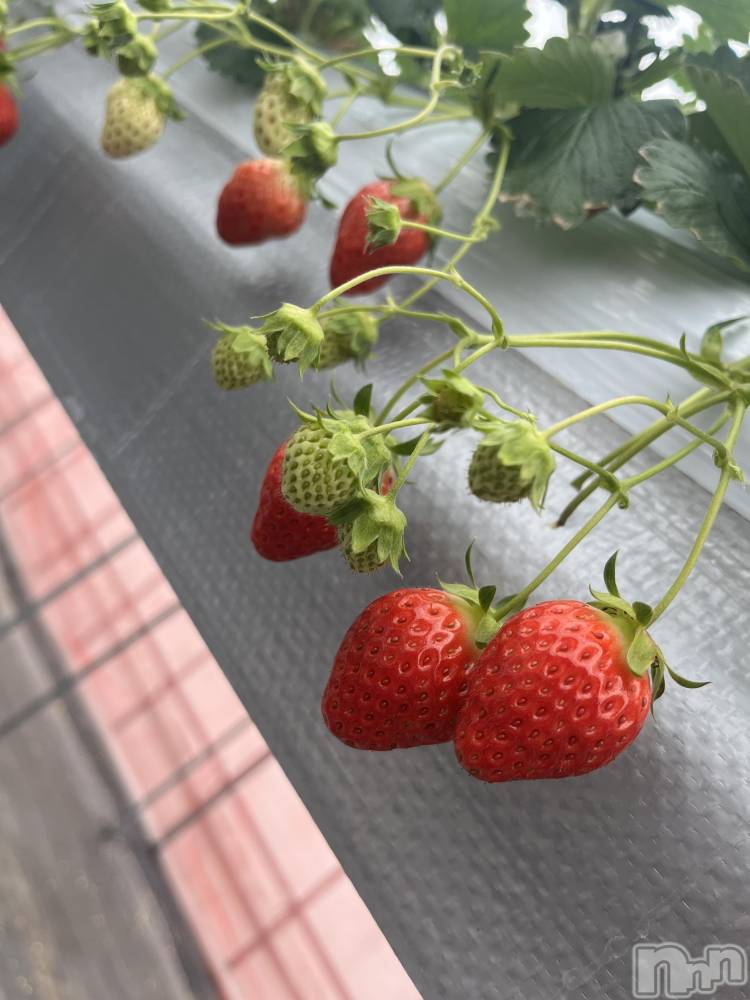 ��ˬ����Х��顦����֥���� �ץ���� ��ˬ(����� �ץ���� ����) ����� �椭��1��24���̥�֥�����244��