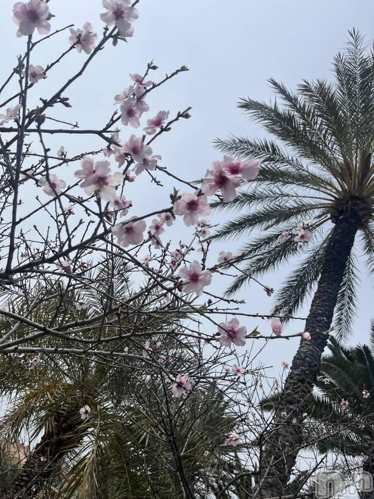 ��ˬ����Х��顦����֥���� �ץ���� ��ˬ(����� �ץ���� ����) ����� �椭��4��11���̥�֥�����301��