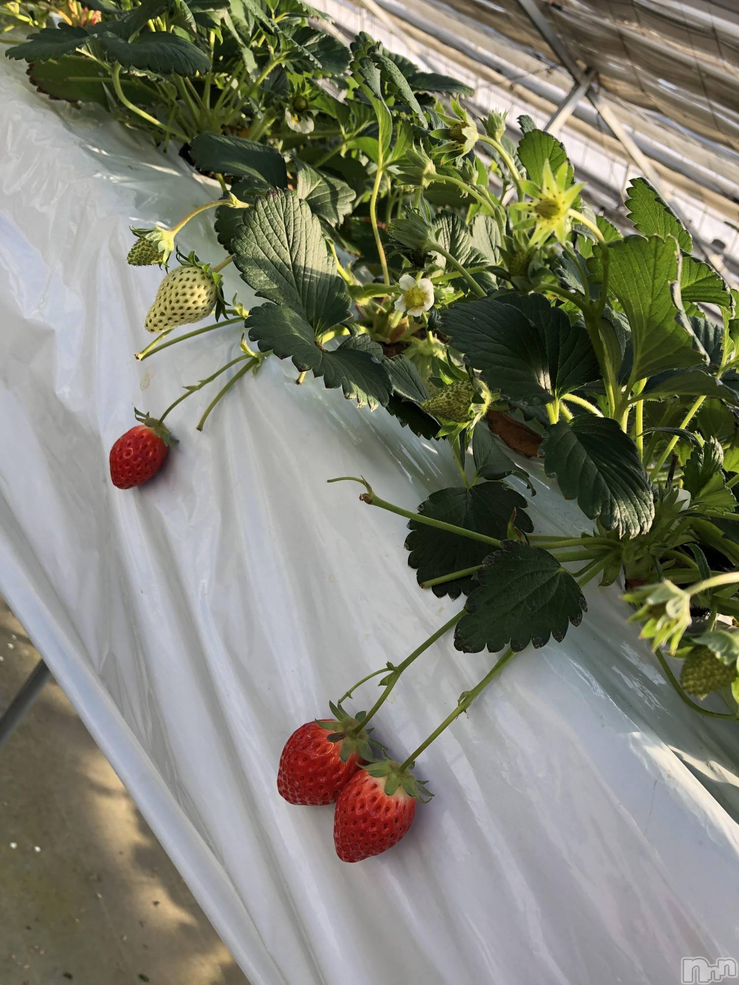 ��ˬ����Х��顦����֥���� �ץ���� ��ˬ(����� �ץ���� ����) ��2024ǯ12��3���̥�֥�����19��