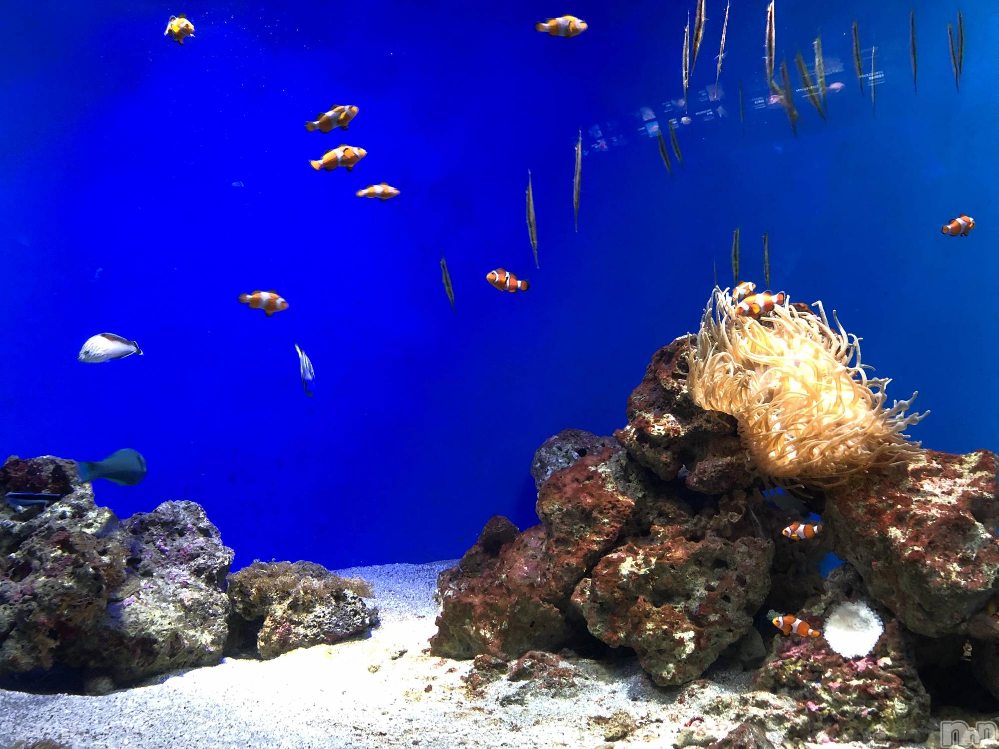 ��ˬ����Х��顦����֥���� �ץ���� ��ˬ(����� �ץ���� ����) ��2025ǯ3��27���̥�֥�����81��