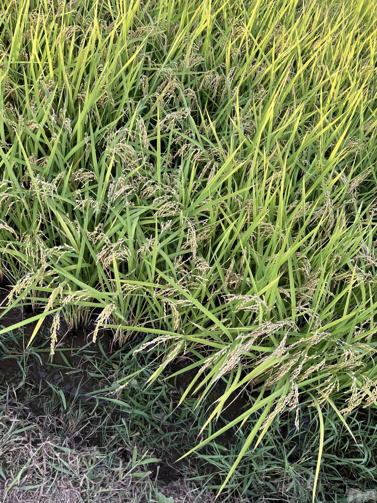 ��ˬ����Х��顦����֥���� �ץ���� ��ˬ(����� �ץ���� ����) ��2025ǯ9��6���̥�֥�����158��