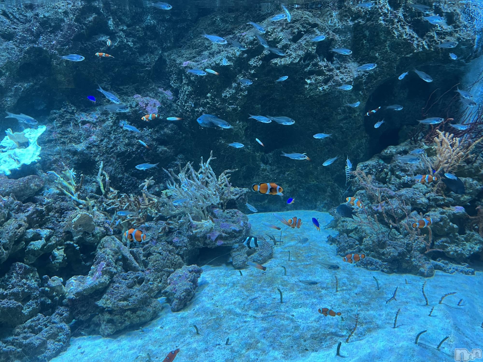 ��ˬ����Х��顦����֥���� �ץ���� ��ˬ(����� �ץ���� ����) ��2025ǯ9��30���̥�֥�����170��