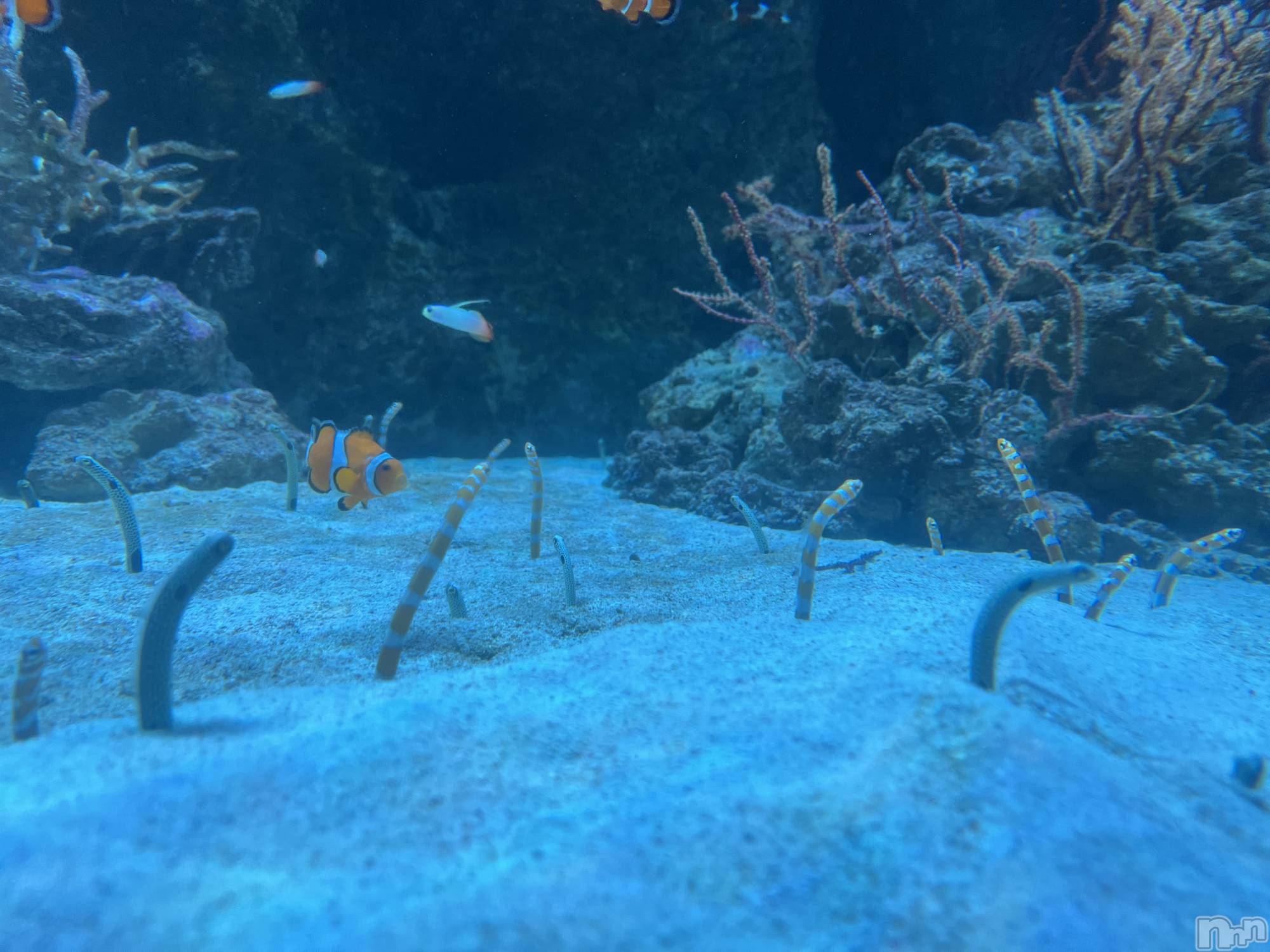 ��ˬ����Х��顦����֥���� �ץ���� ��ˬ(����� �ץ���� ����) ��2025ǯ10��15���̥�֥�����178��