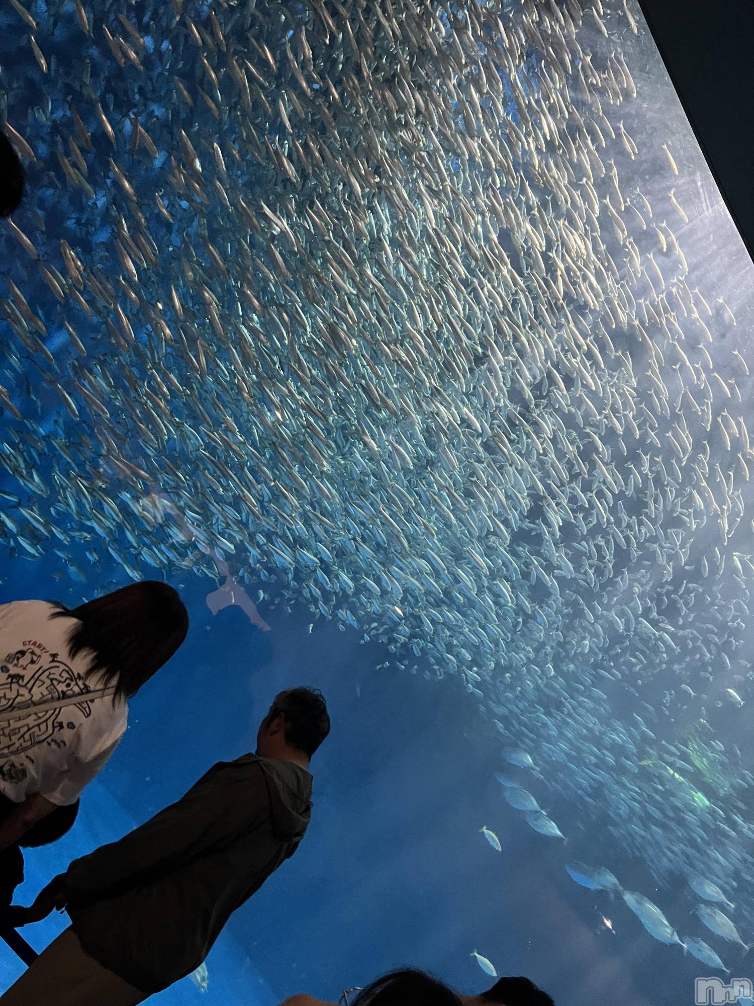 ��ˬ����Х��顦����֥���� �ץ���� ��ˬ(����� �ץ���� ����) ��2025ǯ10��20���̥�֥�����181��