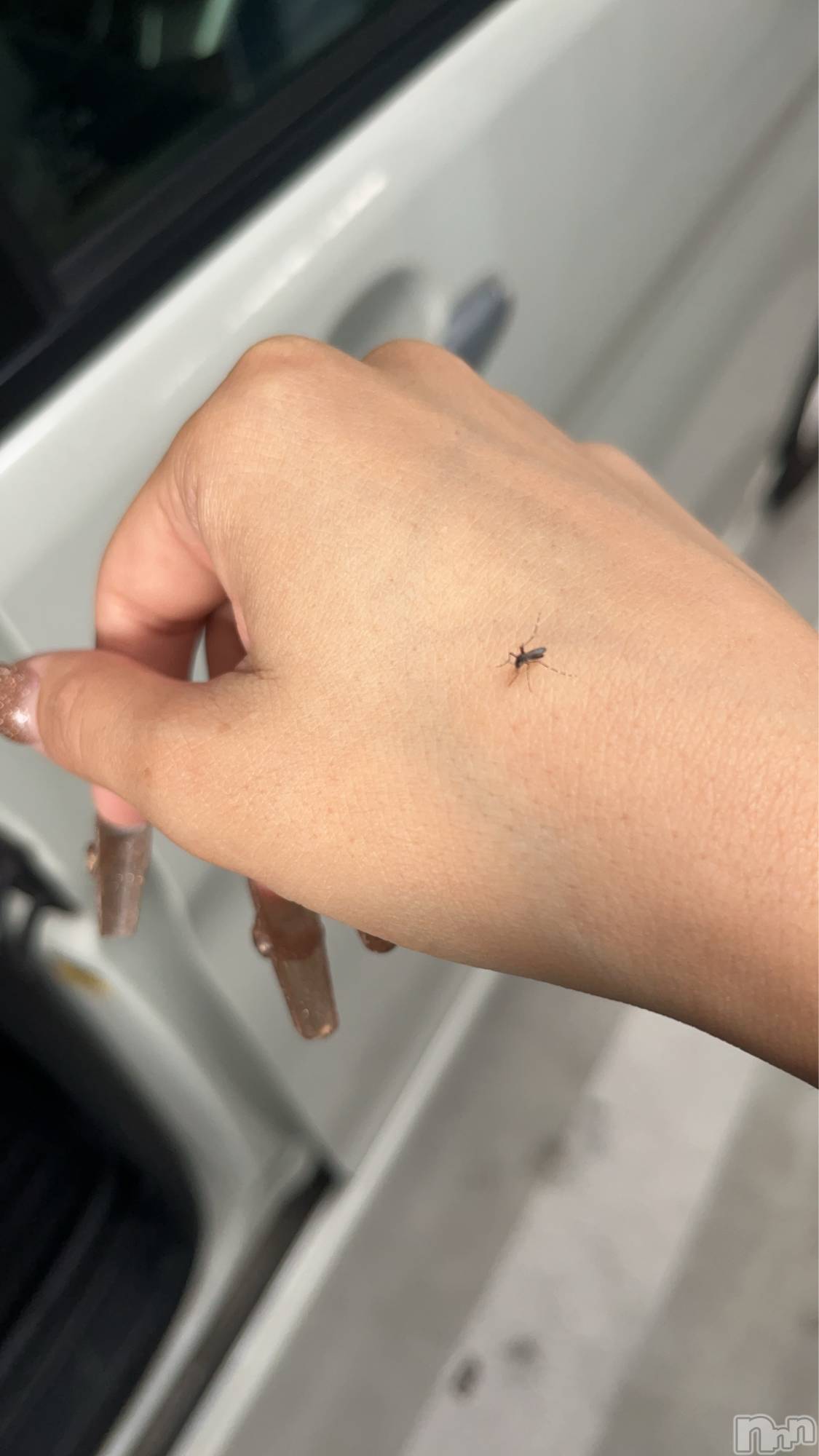 ��ˬ����Х��顦����֥���� �ץ���� ��ˬ(����� �ץ���� ����) ��2025ǯ10��25���̥�֥�����185��